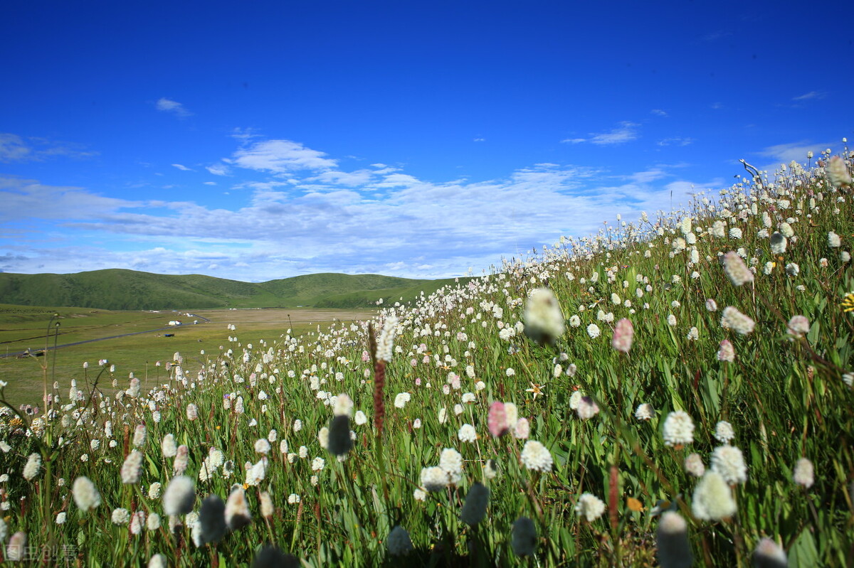 盛夏时节的花海秘境，一起奔赴四川的草原花海，夏日清新感十足