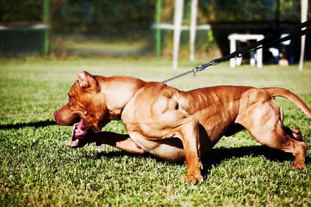 见到一定绕道走！地表战斗力爆表的12种猛犬，一獒战三狼战狮子？