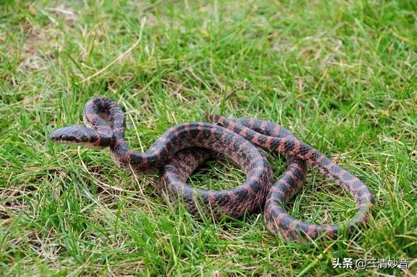 红麻子蛇的功效与作用-我的快乐小窝