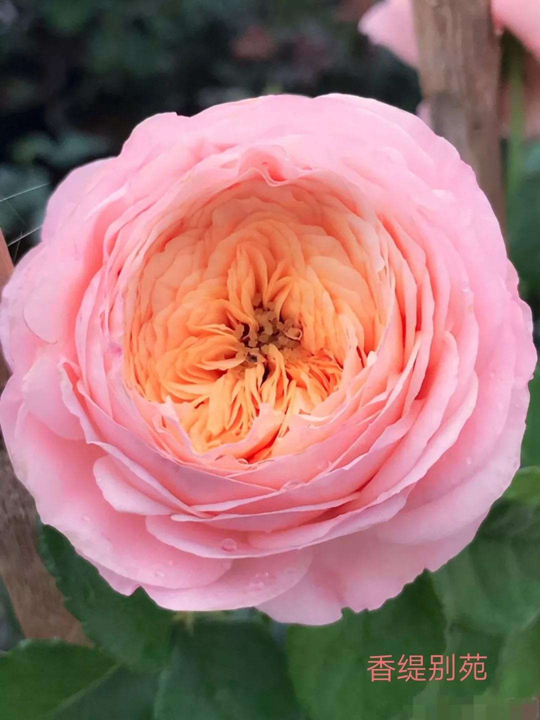 梦幻花园月季图片(常见切花月季一览表大全)