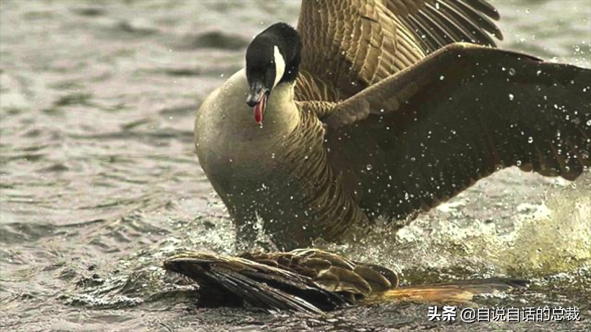 为什么动物都怕鹅？有鹅的地方没有蛇？大鹅的真实面貌超出你想象