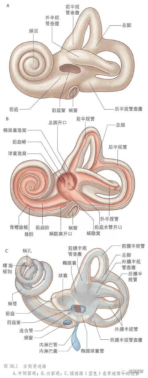 耳朵构造图解大全清晰（耳朵构造详细图）-第17张图片-科灵网