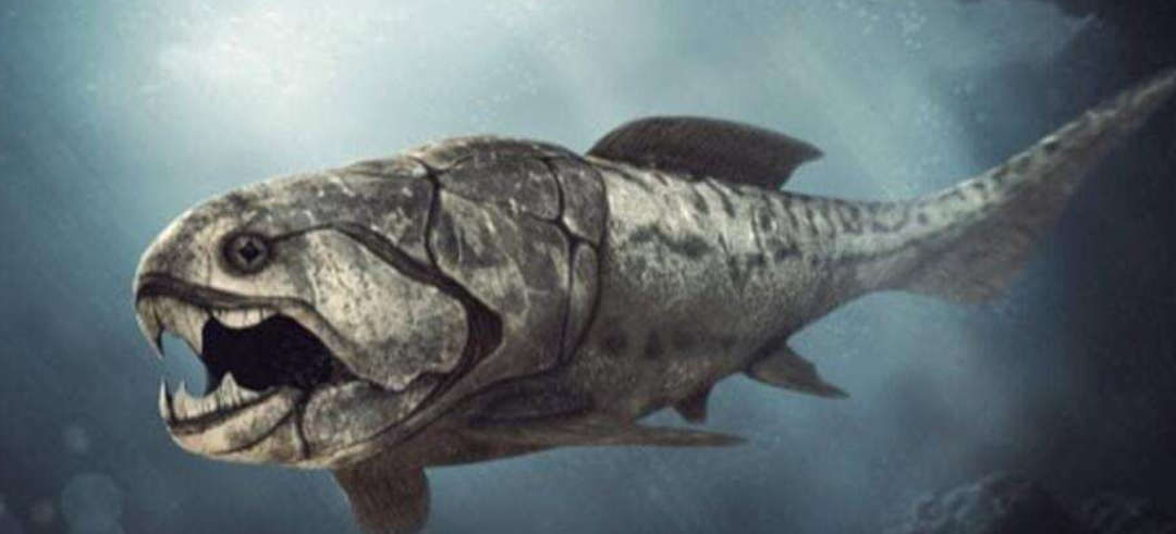 走近世界上最大的硬骨鱼