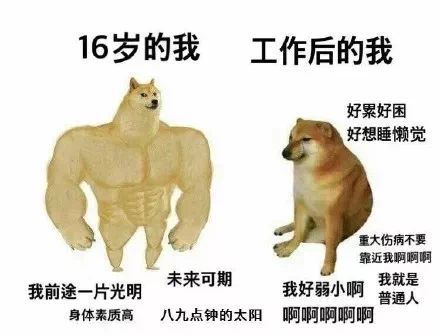 一只肌肉强健的doge,和一只萎靡不振的cheems,似乎