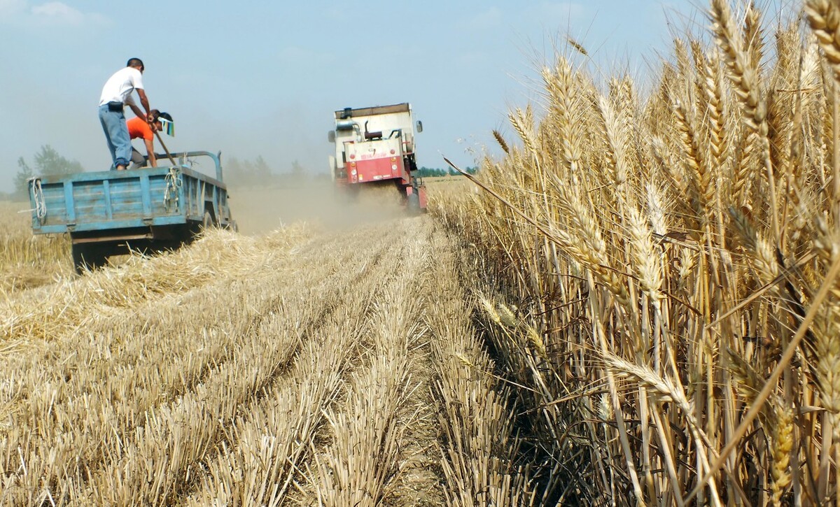 周口小麦价格今日多少钱一斤（周口2022小麦价格）