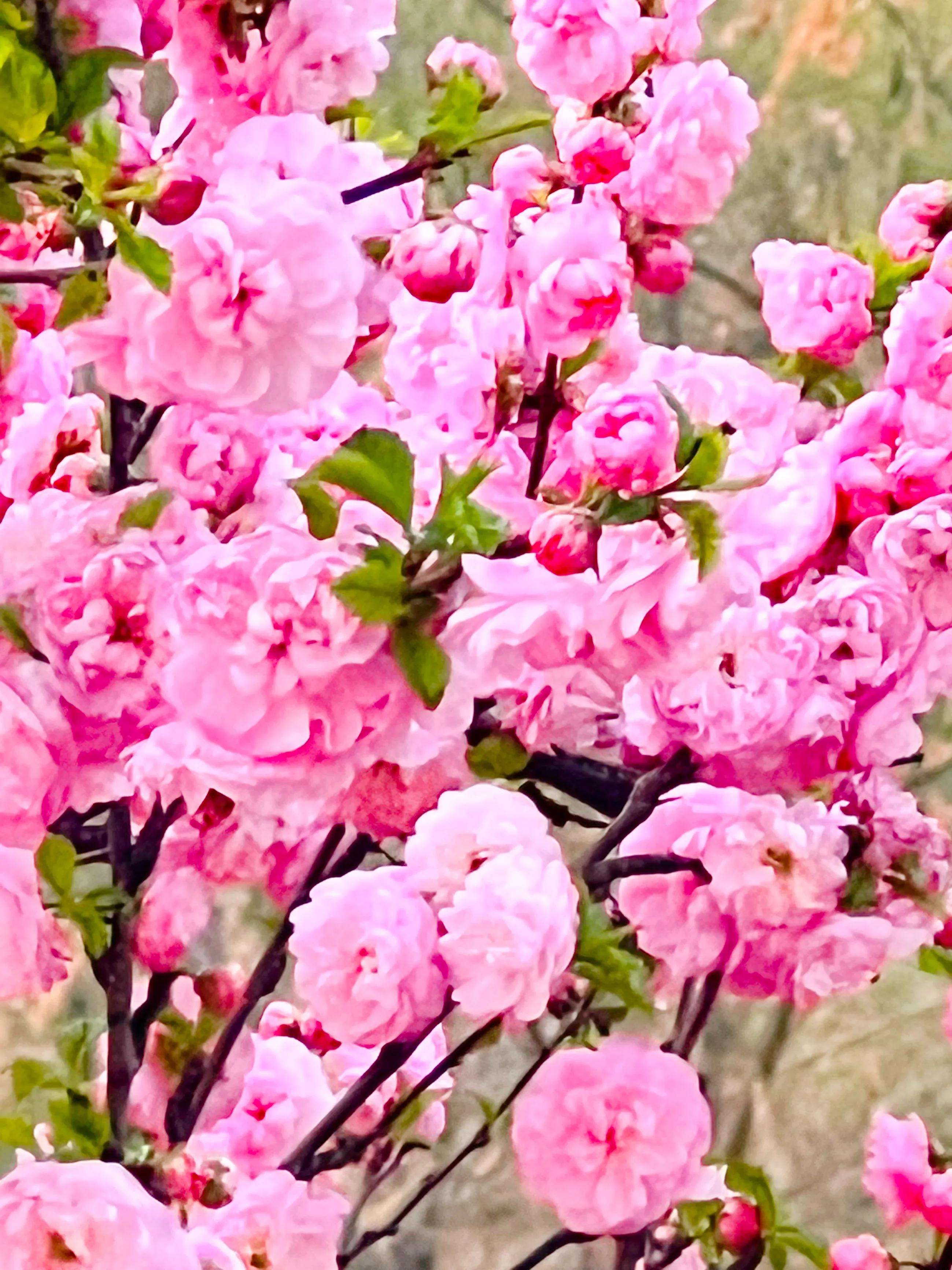 人间四月尽芳菲，繁花似锦芳草茵茵，花香四溢沁人心脾