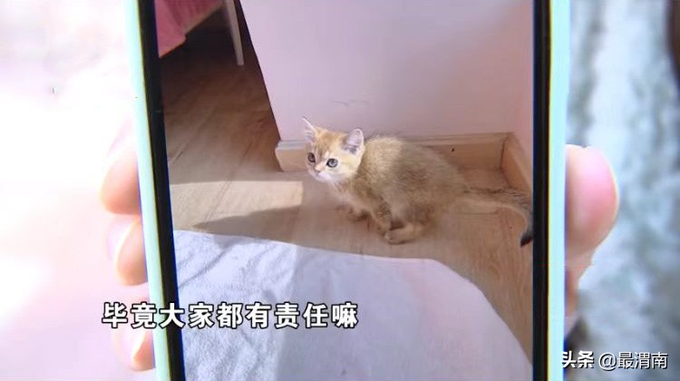 浙江一女子买到“病猫”，老板耍无赖：这是换环境的正常现象