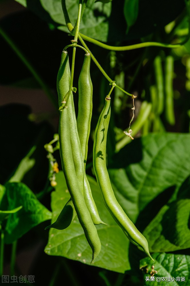 大家总结出了各种(绿豆怎样种植管理才能更高产？从播种到采收注意这11个方面)