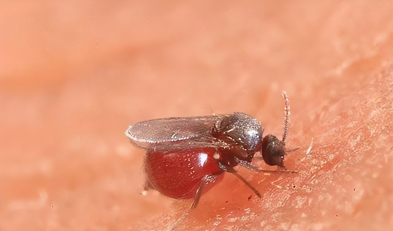 广东5月是蠓虫高发期 广东蠓虫特别多