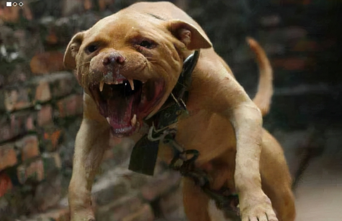 路上遇到恶犬不能跑要怎么办?小编现在教你如何让应对.