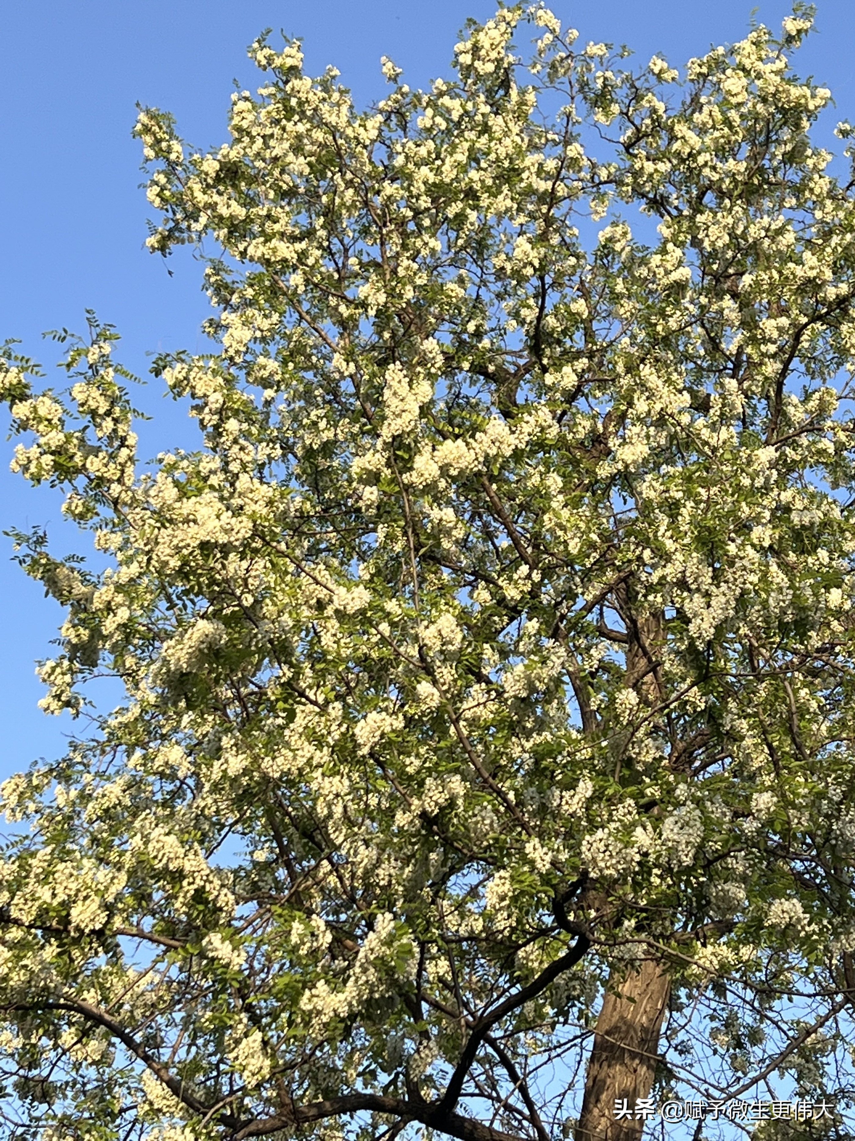 白花花——少忆儿时常采食