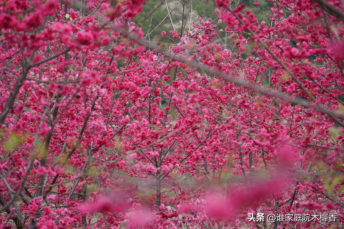 忆江南是谁写的（忆江南是谁写的一首什么诗）-第4张图片-昕阳网