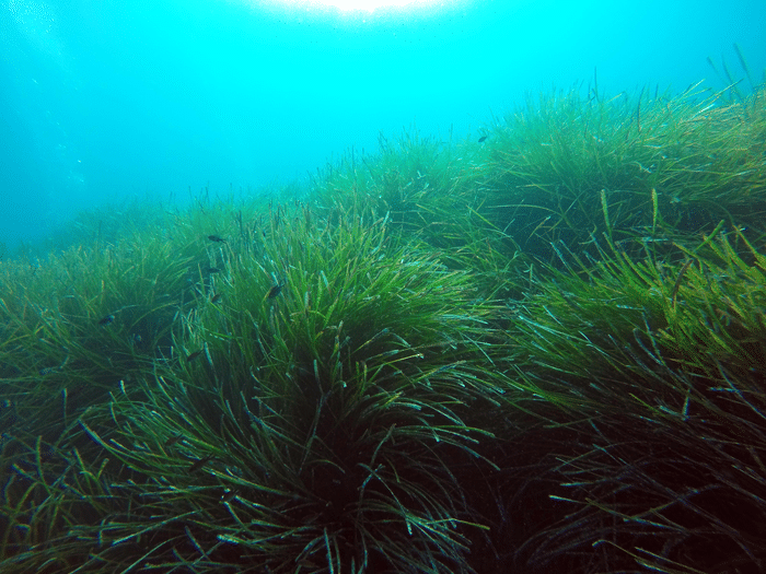 藻类即使在死亡后仍继续释放甲烷