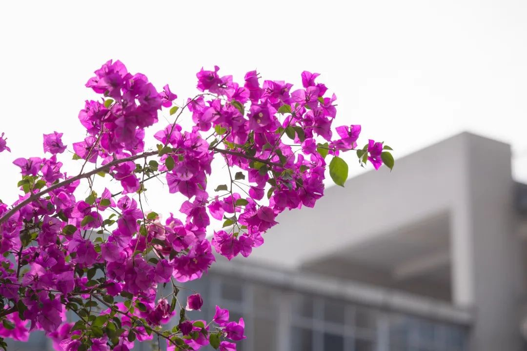 考生关注！四川大学新增30个国家级一流本科专业！