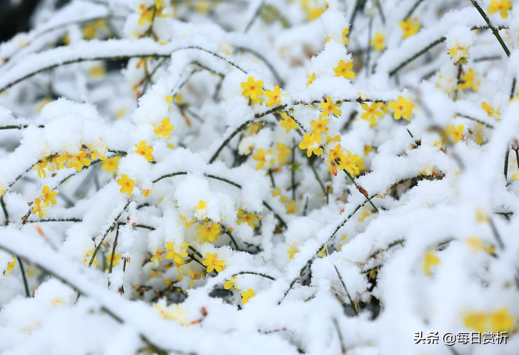 阳春三月雪，雪落枝头，佳片佳句