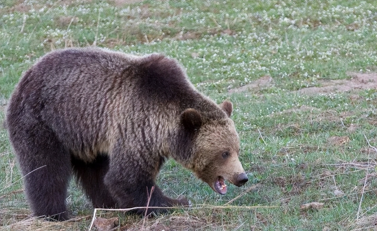 黑龙江男子挖野菜被熊攻击，遇熊时，快速离开还是“原地装死”？