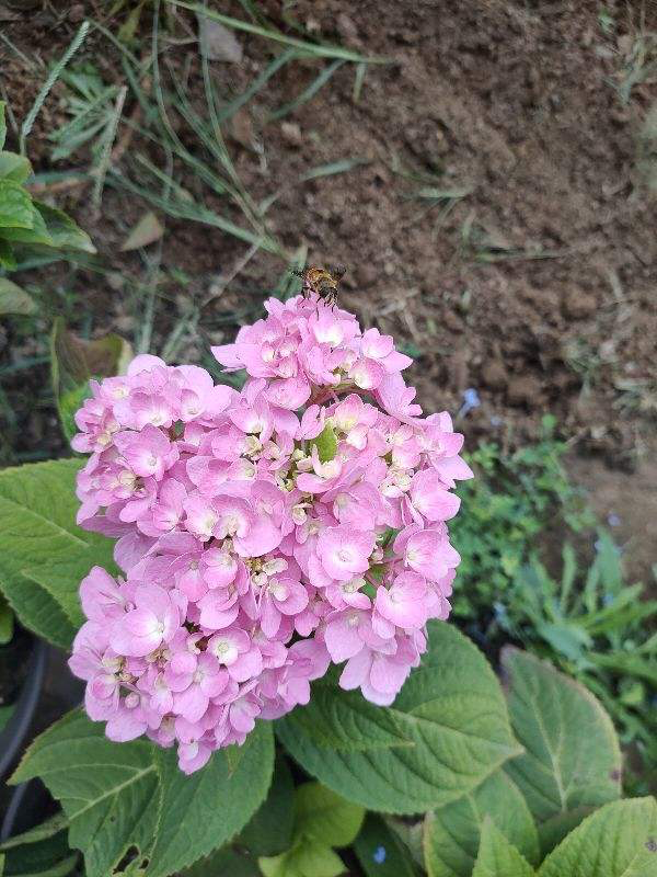 春季开花的植物（春天路边常见的30种花）