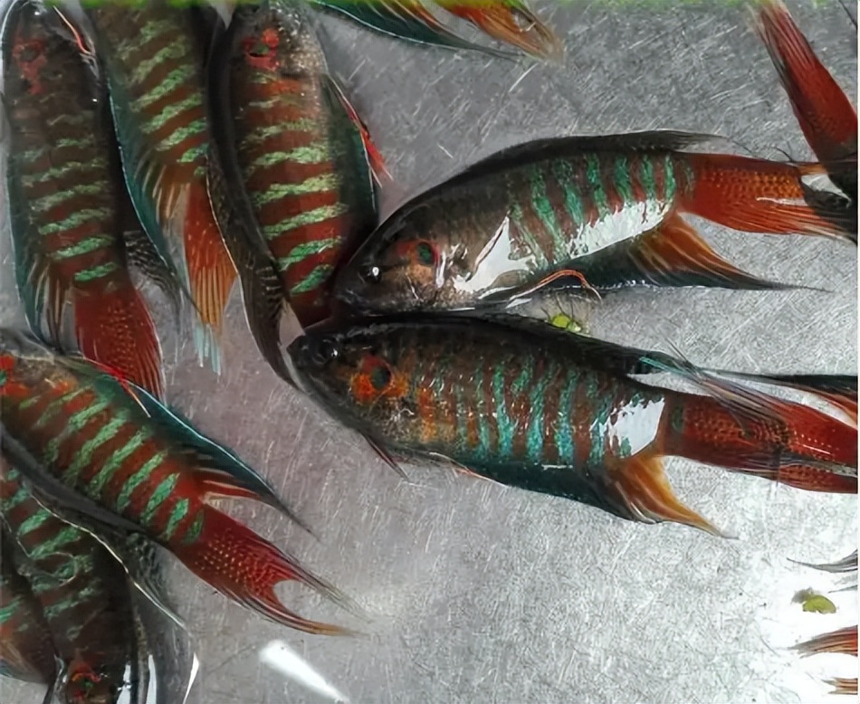 常见鱼类大全名称图片(农村5种不起眼的小杂鱼) - 赤虎壹号