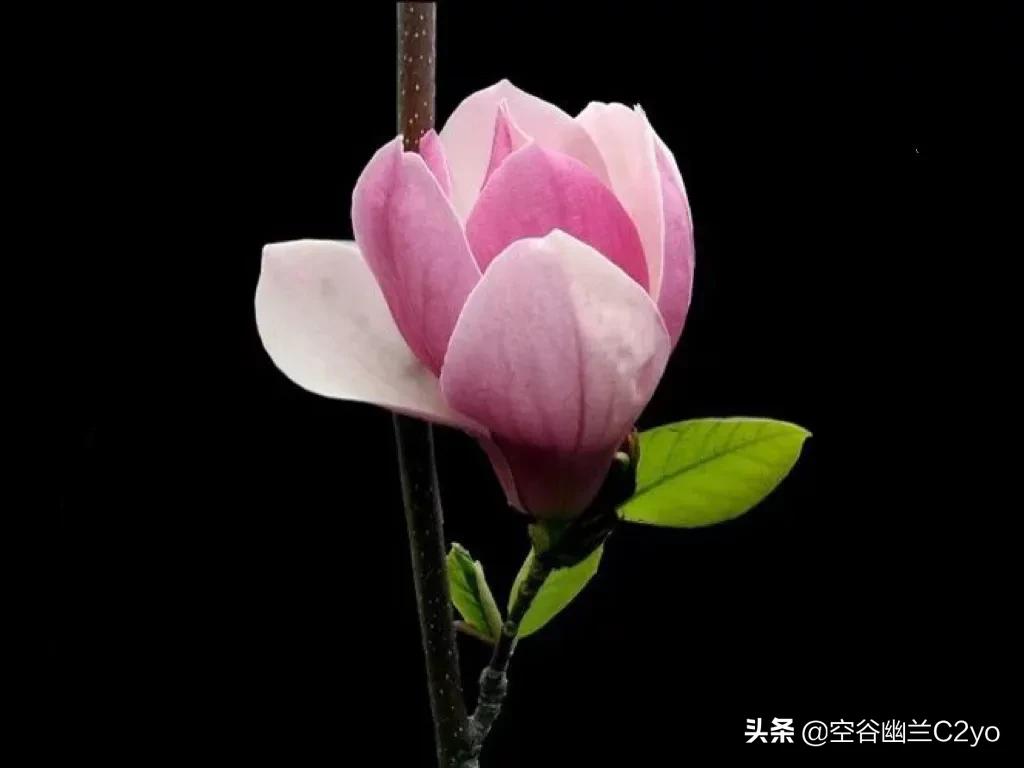 浅谈简书点赞和文章收益这一块