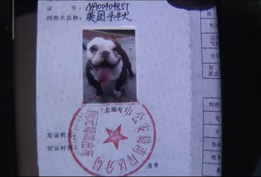 重庆一小哥送外卖被狗咬伤，狗主人拒不承认！城里能养烈性犬吗？