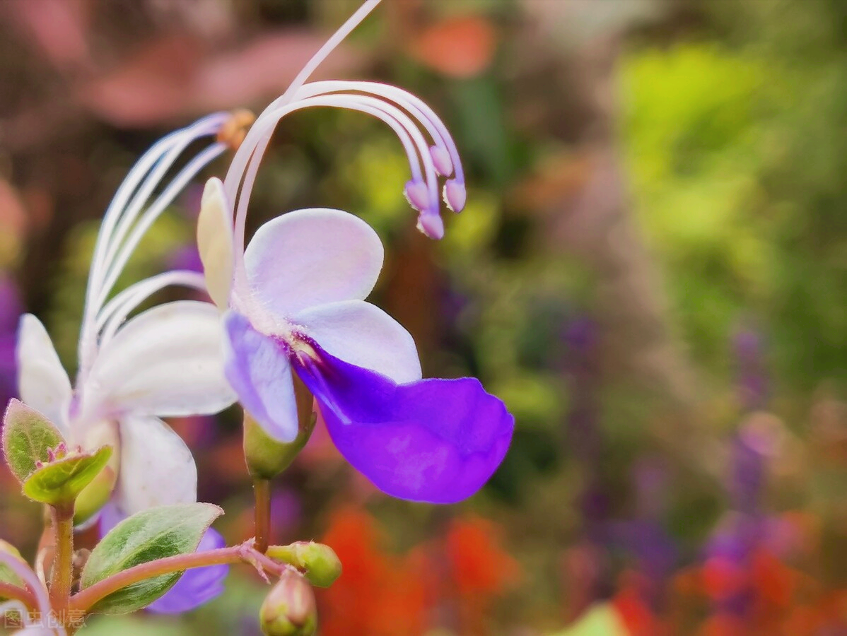 一花一深爱，花海美蓝天，花艳醉春光，花笑荡柔情，人间如仙境