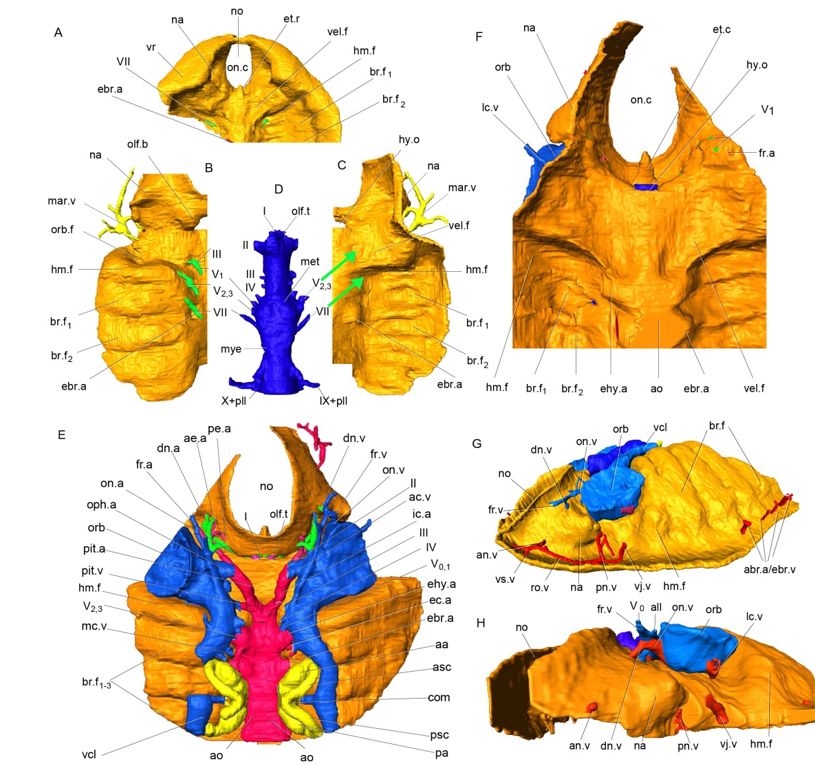 中国浙江、云南的化石立功！科学家首证：人类中耳由鱼鳃演变而来