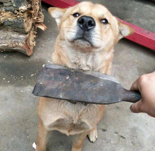 狗狗被主人打却"不还手",知道真相后你会不忍心