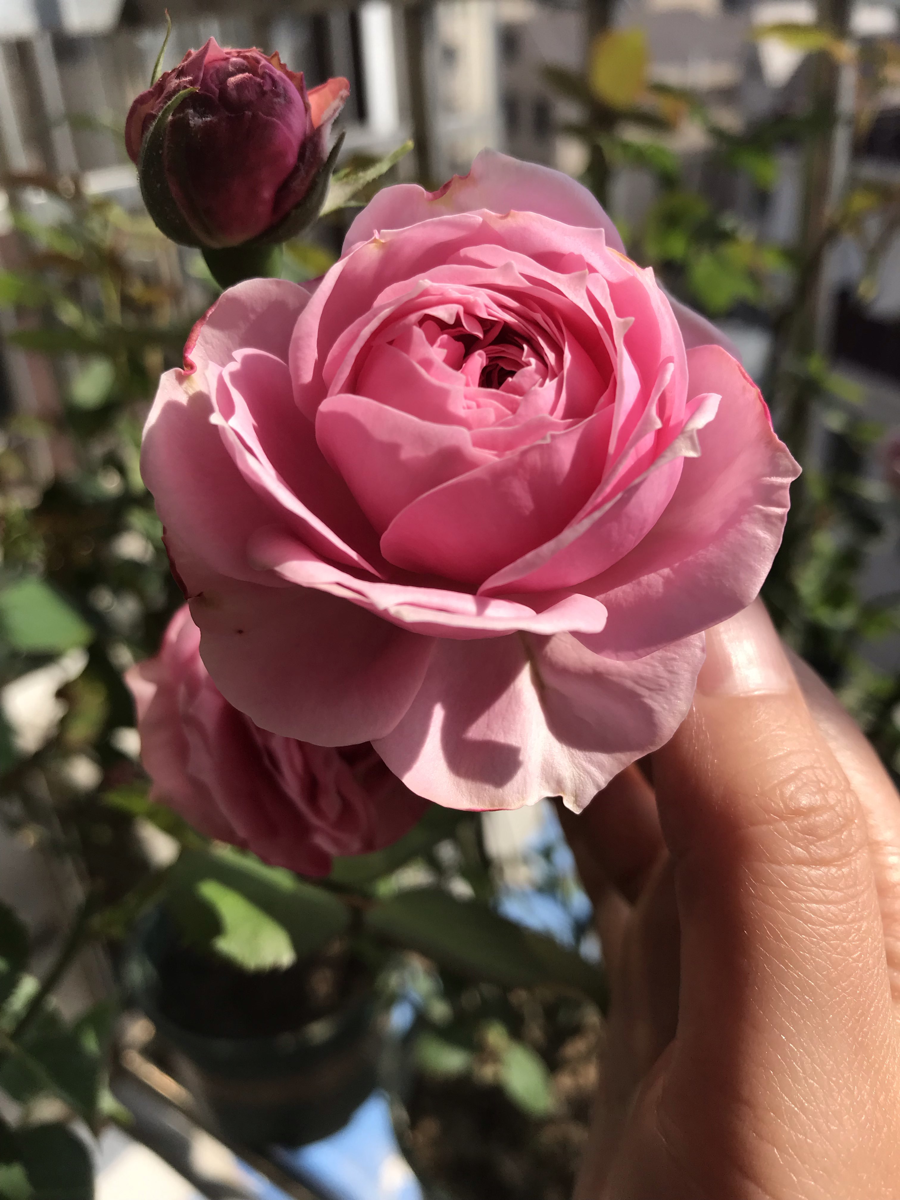 又耐阴又丰花的月季(适合阳台养的微型月季京)