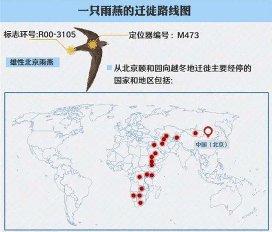 每年燕子去南方越冬的说法得改改了,中国燕子的越冬地,远在南非