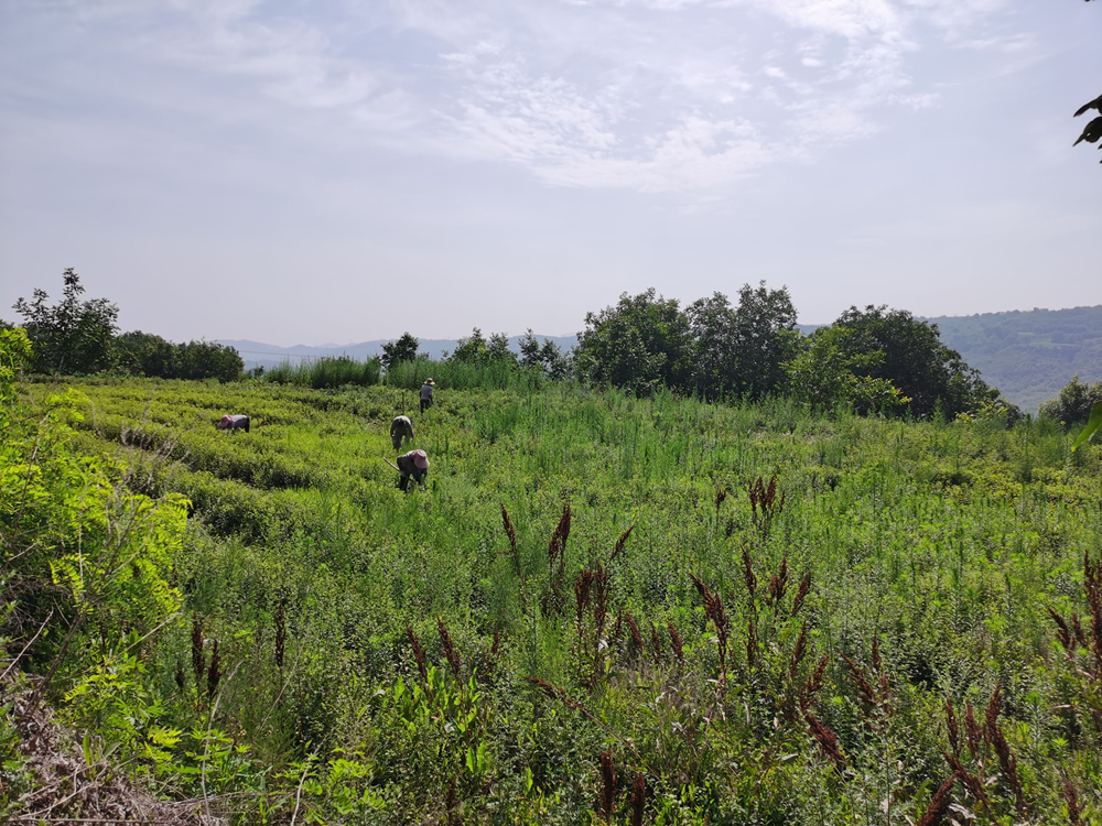 陕西宜君：大力发展特色农业 推动“三农”工作高质量发展