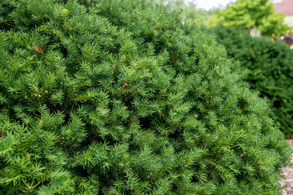 40种适合庭院花园的常见灌木植物，你认识它们吗？