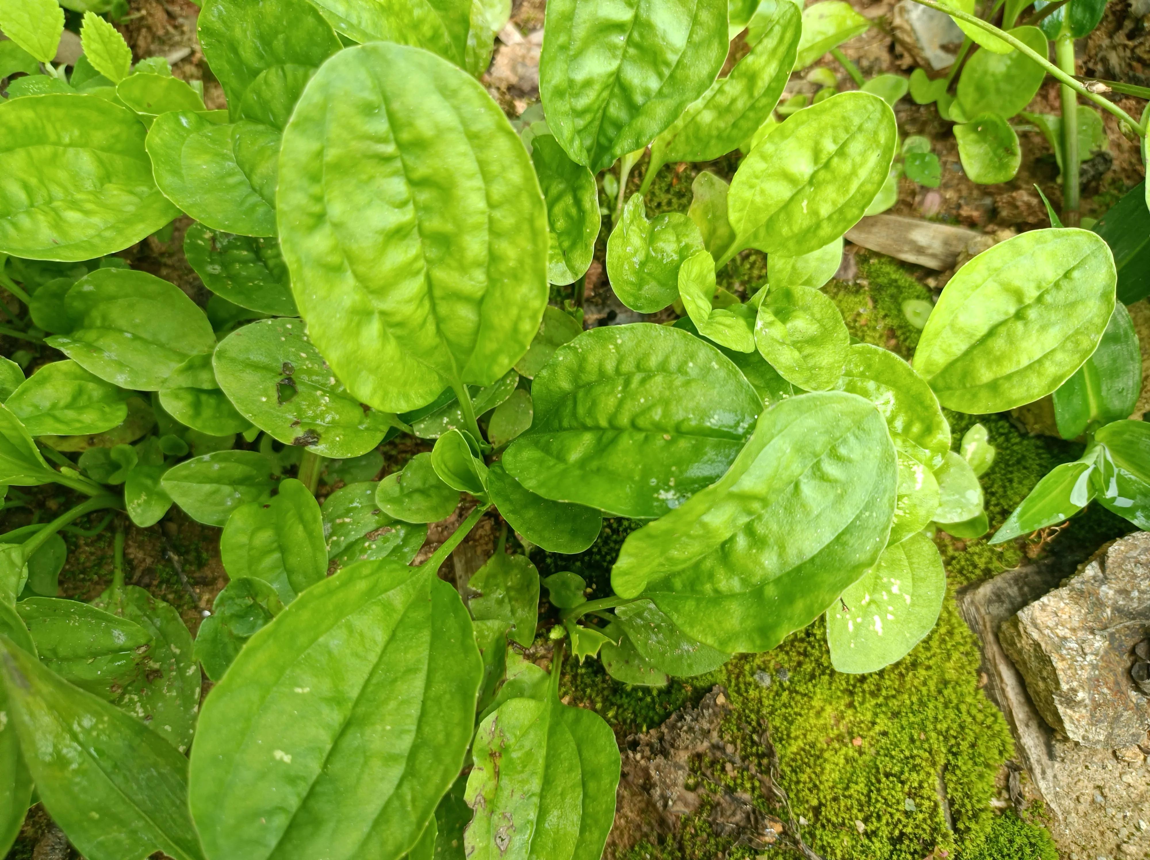 它的嫩叶除了可以做野菜外,还可用来制作成茶,这也是民间常用的凉茶料