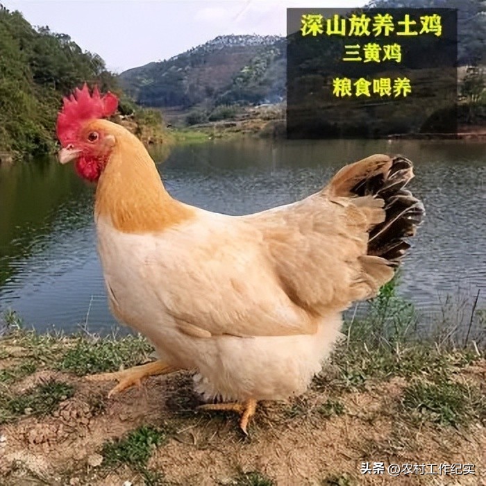 贵州省今日鸡价（贵州省鸡肉价格今日价）