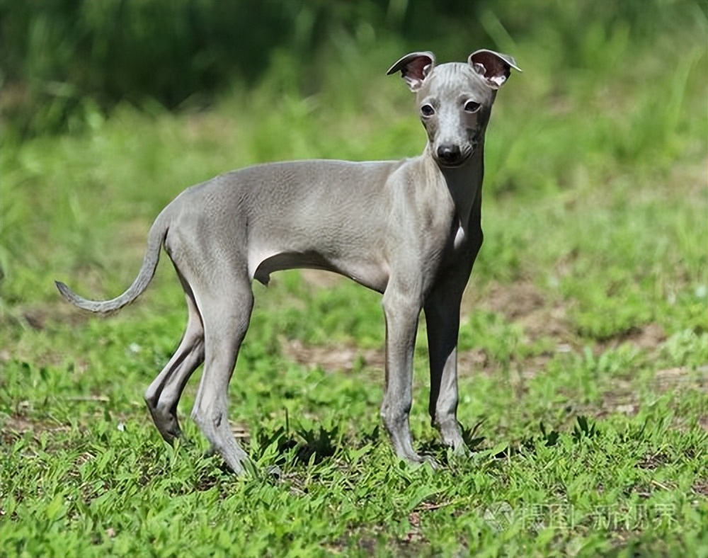 意大利靈緹犬,可愛又嬌小,養了絕不後悔