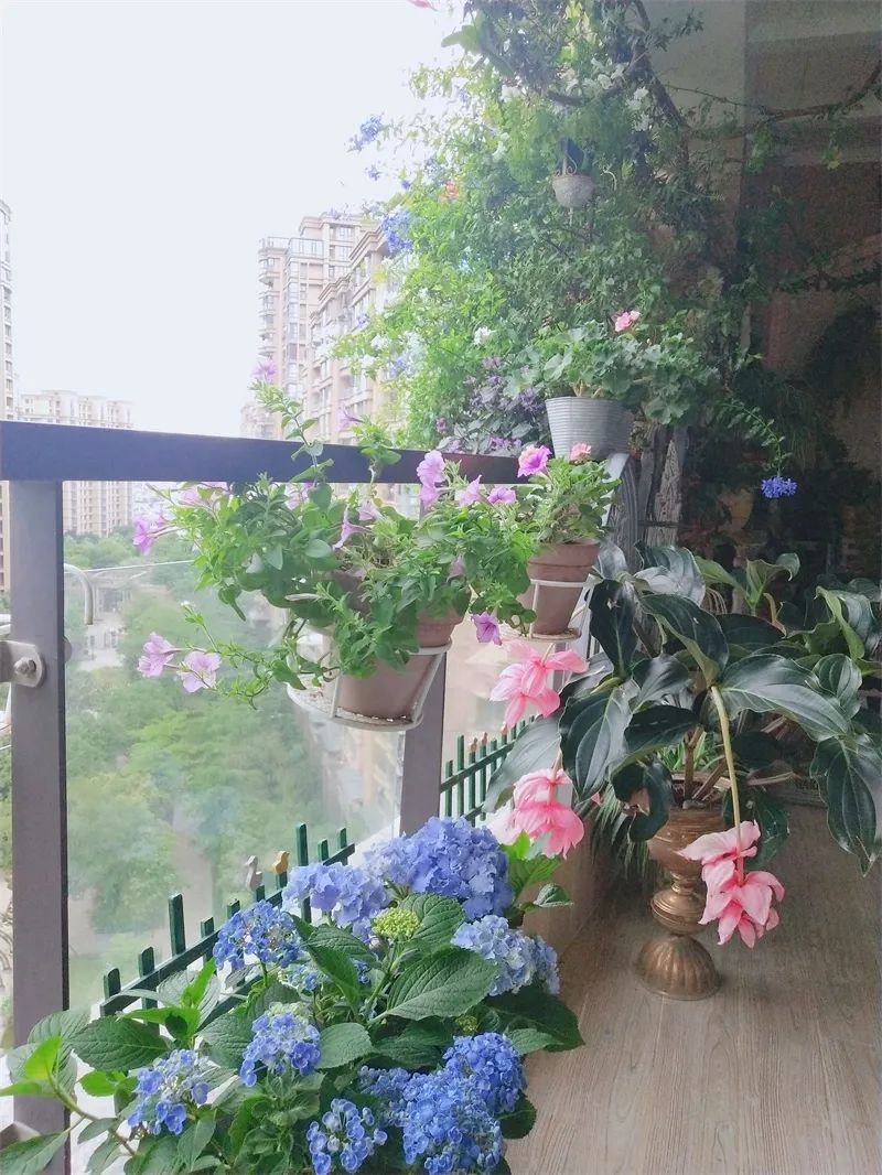阳台花园，在这个面积不大的地方造梦，美了岁月，醉了时光