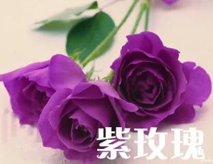 红色玫瑰花语（干货分享玫瑰花代表的含义大全）