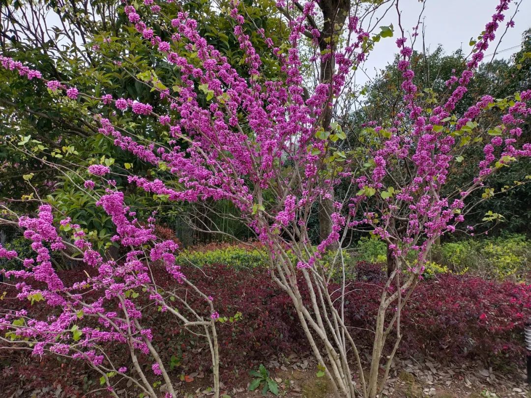 谁有手机拍的家乡春天美景(金义记录：春分，我在金义新区（金东）孝顺镇拍到的春天)