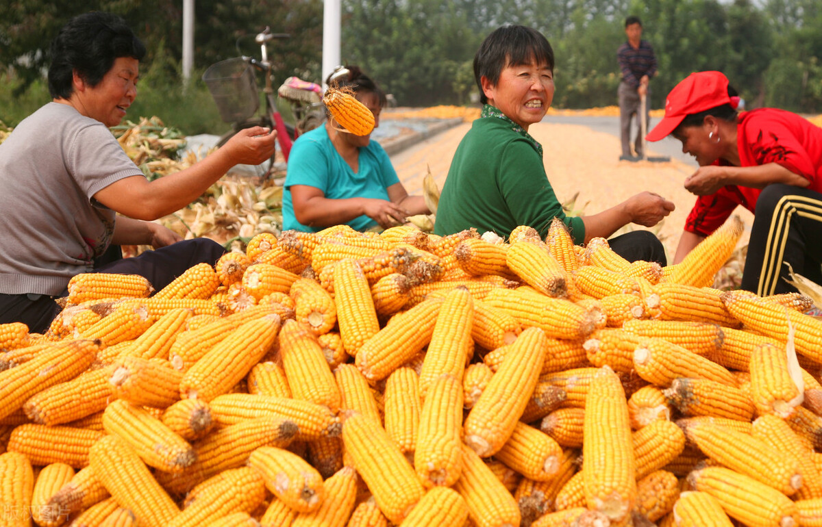 12月9日国内各地玉米价格发布