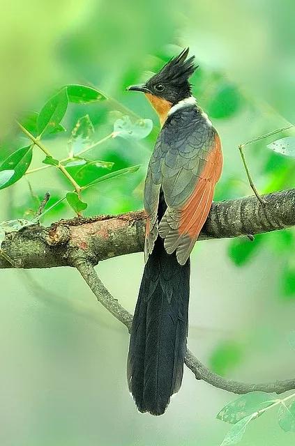 常见野鸟图鉴(春游赏花观鸟,都是什么鸟?
