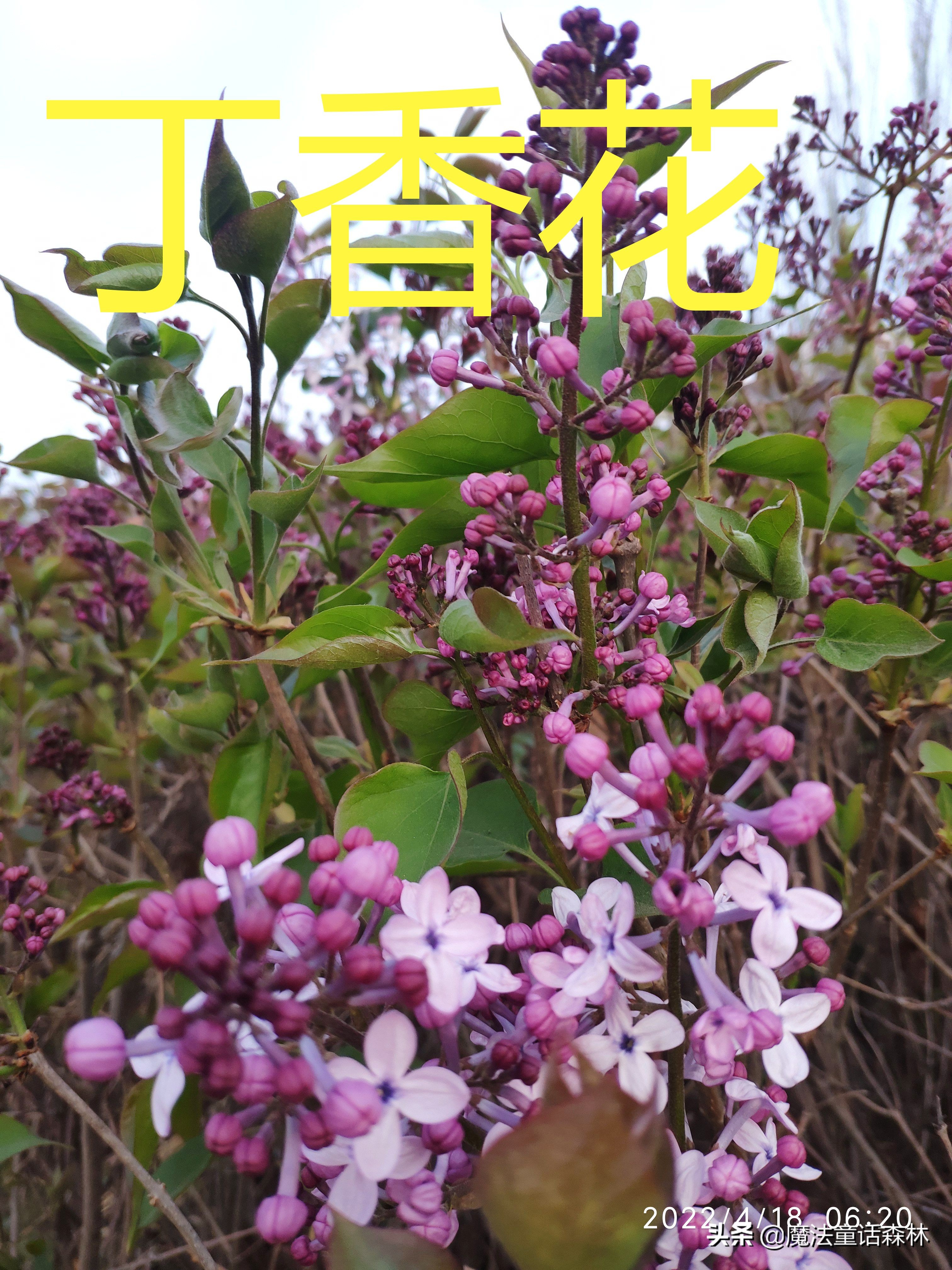 丁香花图片和介绍（丁香花的生长特点及有关诗词）