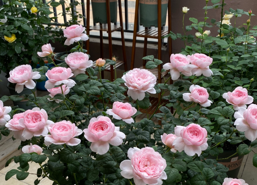 瑞典女王月季优缺点（家庭养月季选瑞典女王，花香浓，虫害少，种植一次年年有花赏）