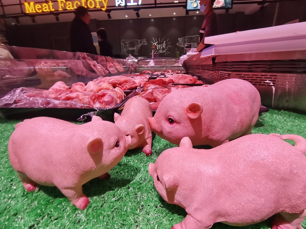 猪肉价今日猪价焦作市「今日猪肉价明日猪价」