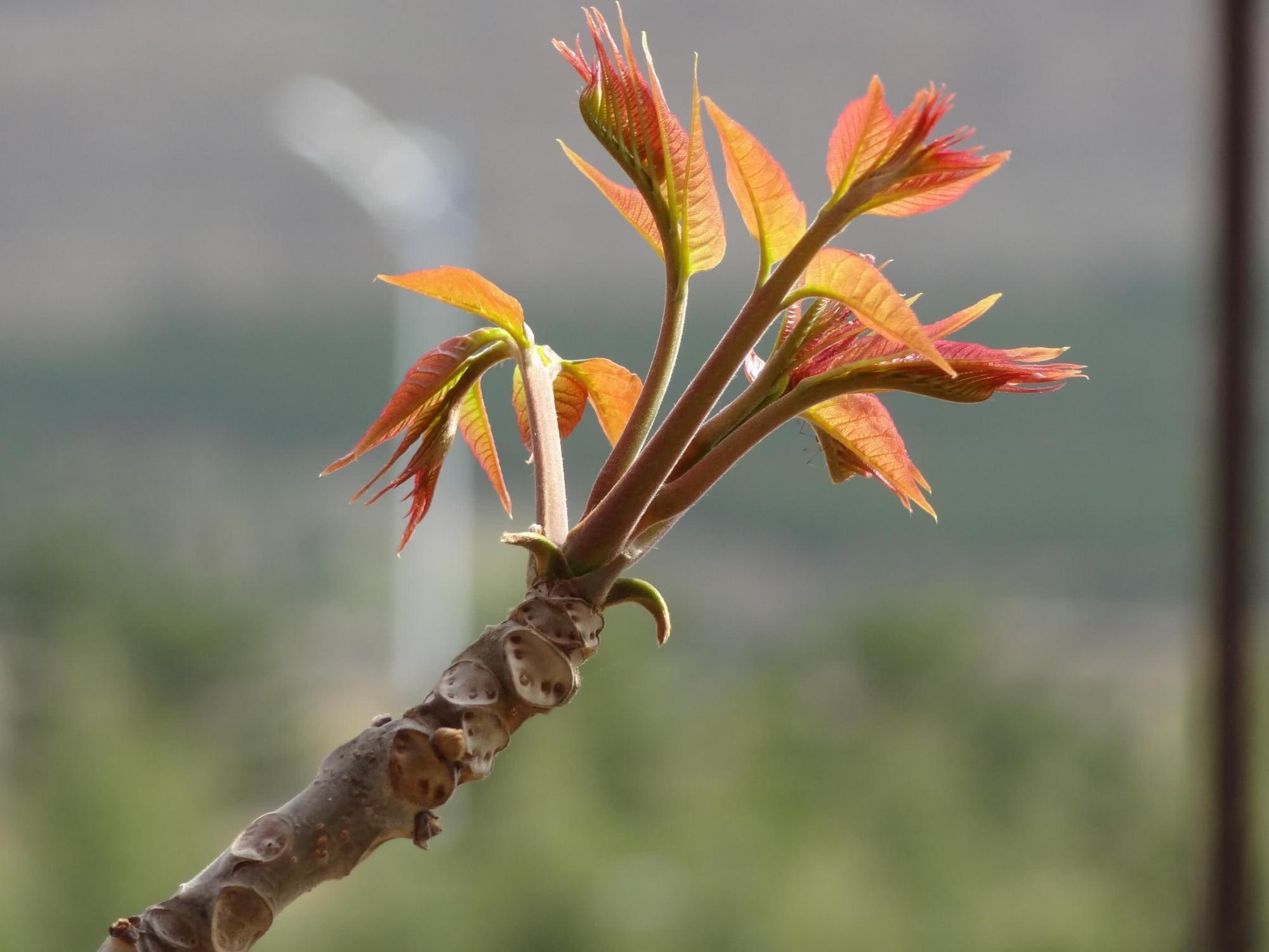 墨鱼的做法大全 家常做法(香辣墨鱼仔的懒人做法教程)-735网