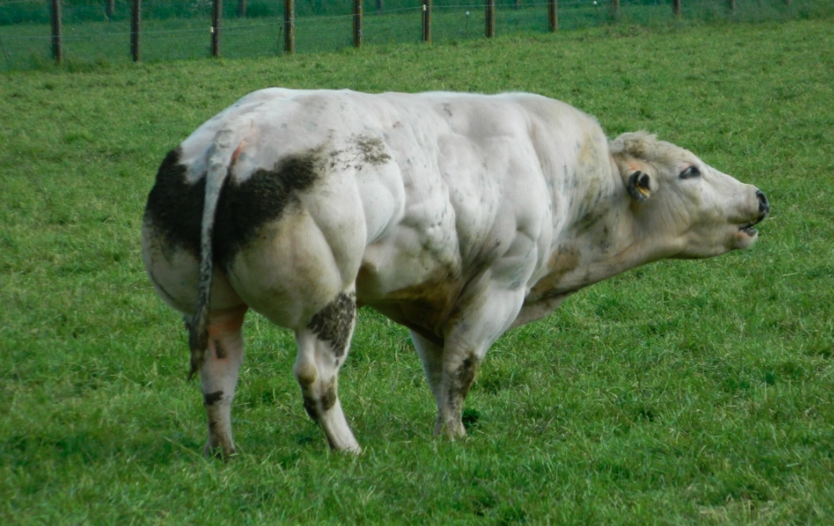 但事实上,比利时蓝牛是人工杂交所得的产物,它这种壮硕的外形是因为