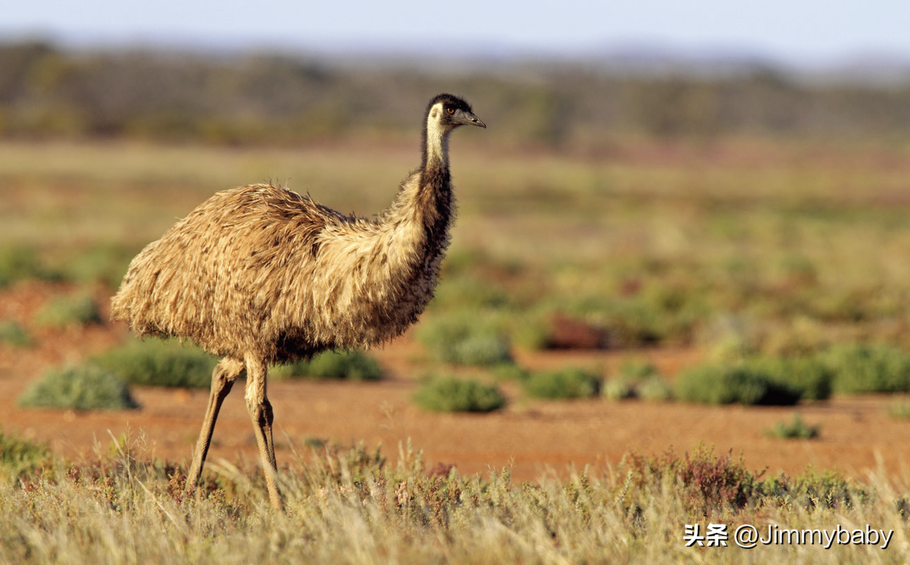 世界国鸟传奇:澳大利亚(australia)鸸鹋