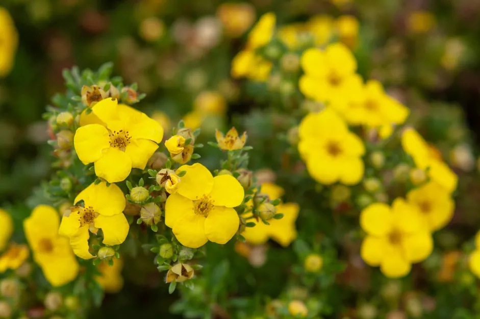 40种适合庭院花园的常见灌木植物，你认识它们吗？