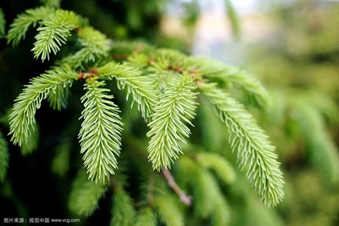 亚寒带针叶林气候特点(亚寒带针叶林气候特点是什么)-币圈之家