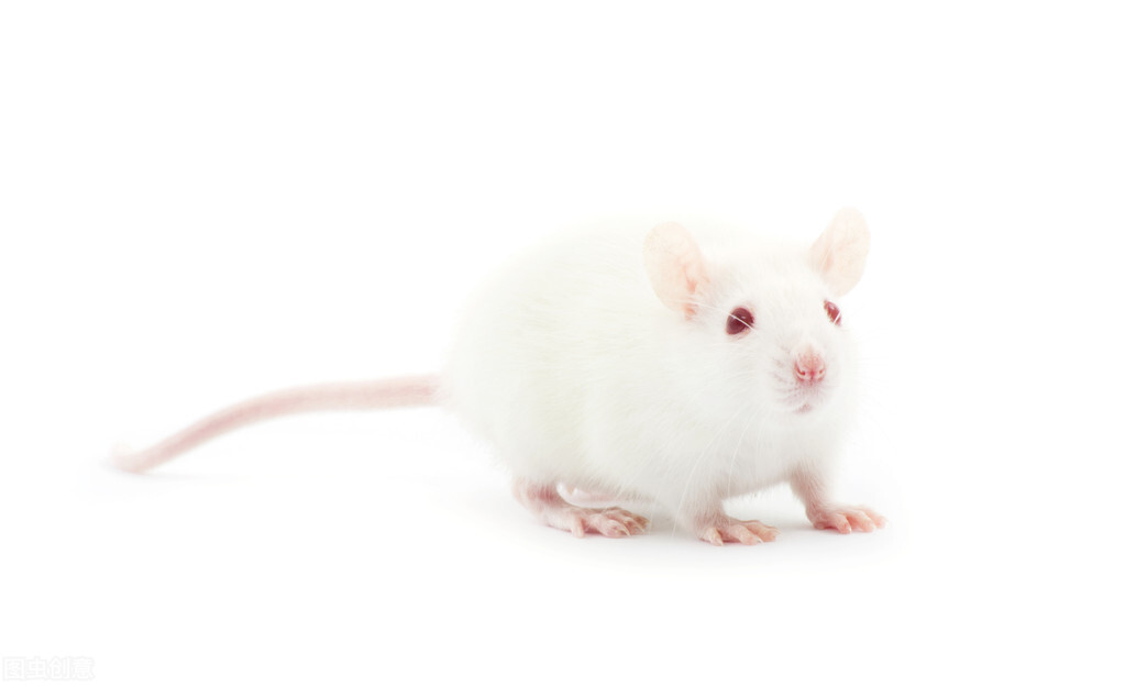 人为干预生物遗传的基因工程