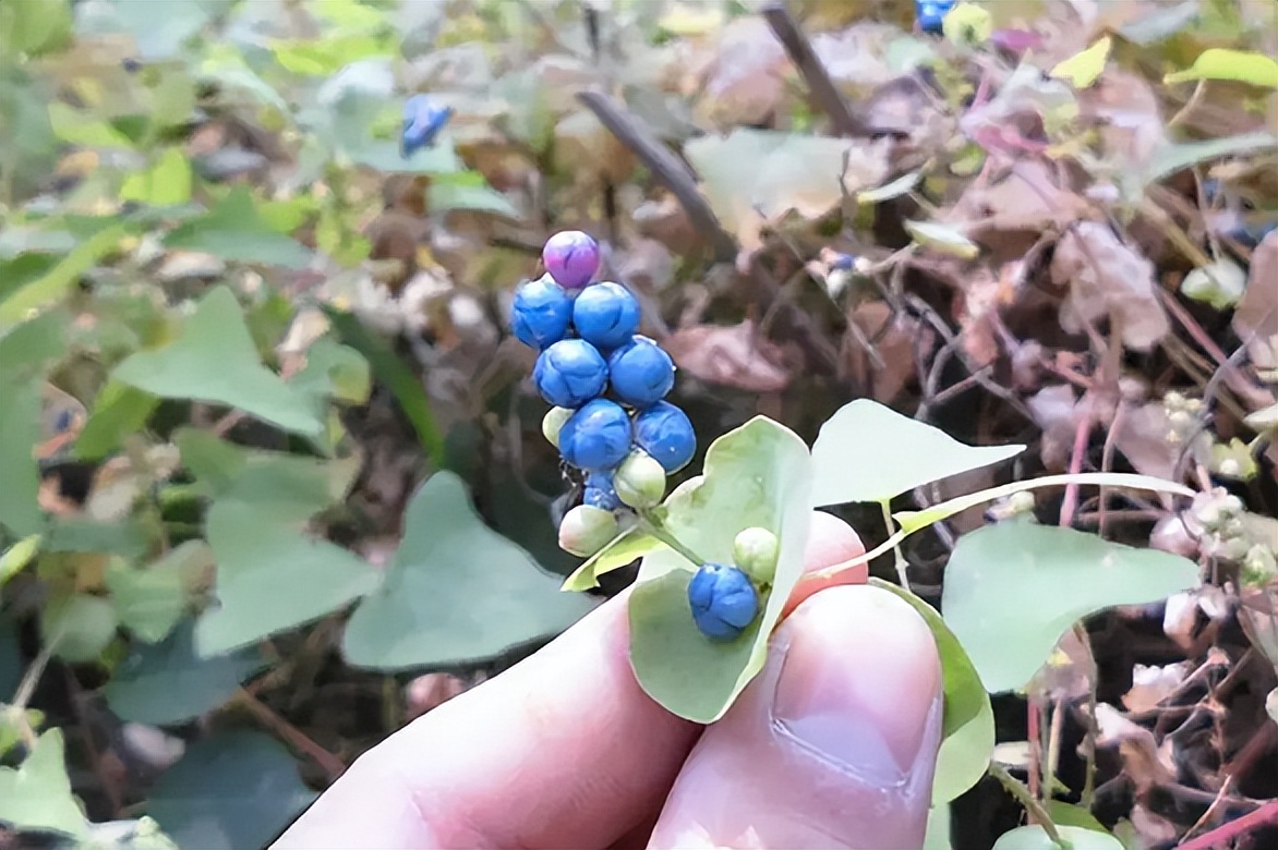 俗称"蛇倒退",叶和果都能吃,山中见到薅一把,它的价值厉害了