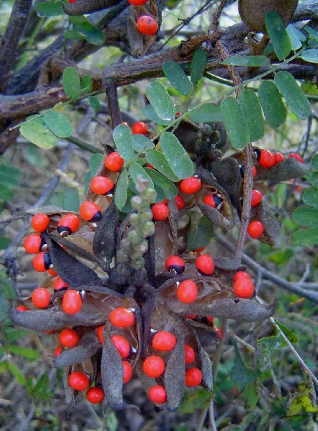 一品红有毒吗(8种"大毒花",路边经常见,漂亮"毒性大",看见别碰它)